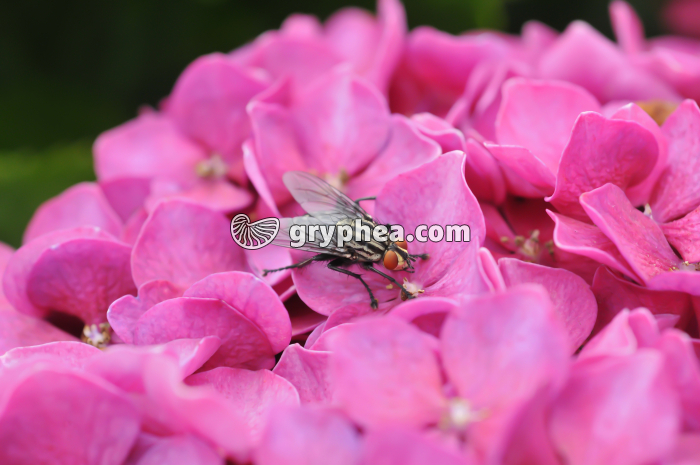 Mouche (Calliphora erythrocephala) - gryphea.com